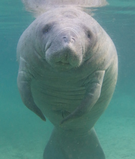 Manatee swimming in clear Florida waters